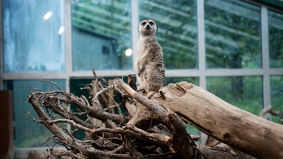 Tonsak, elefant på Kolmården