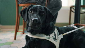 DO: Diskriminering att köra ut ledarhund